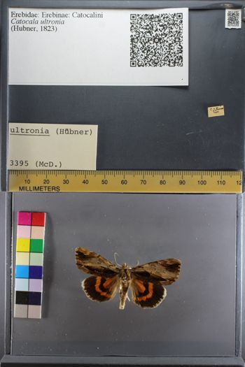 Media type: image;   Entomology 750193